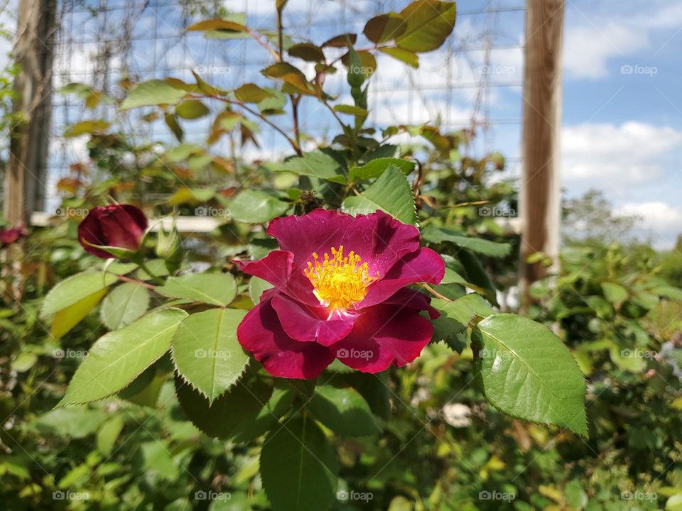 Colorful spring - antique rose