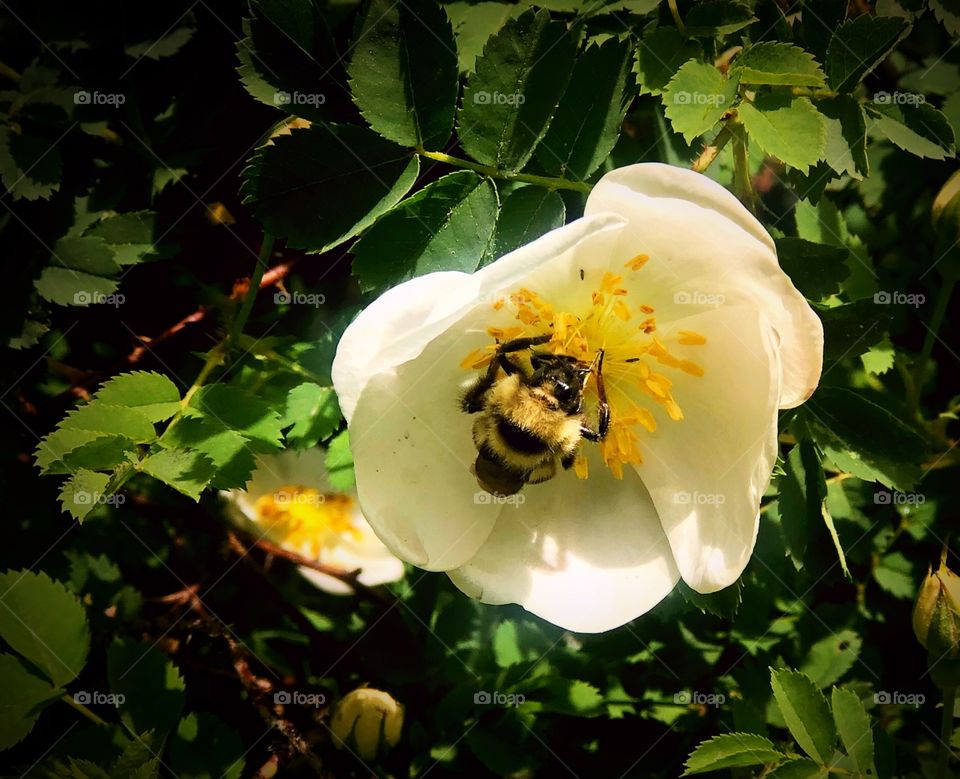 Bumblebee and yellow flower