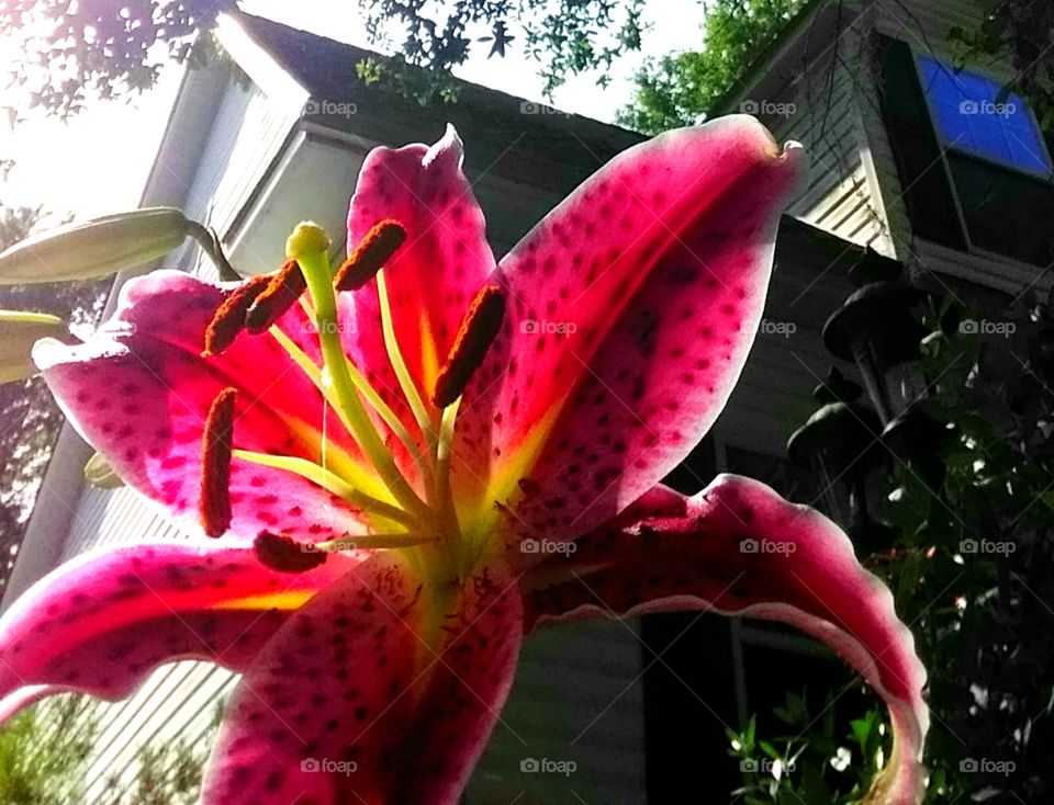 lily in full bloom in the late afternoon summertime sunshine