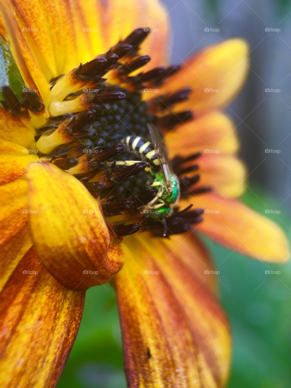 Bee in search of pollen