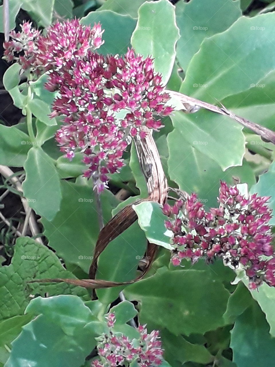 magenta flowers and green leaves of sedum