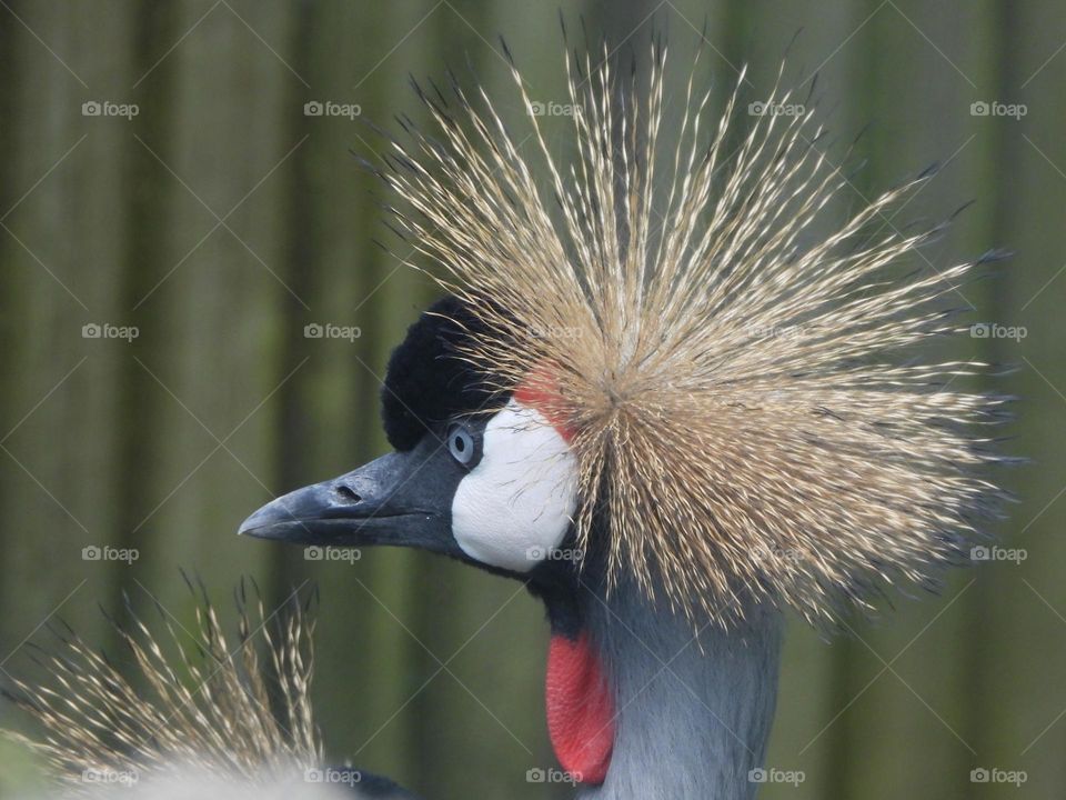 A close up of a crane