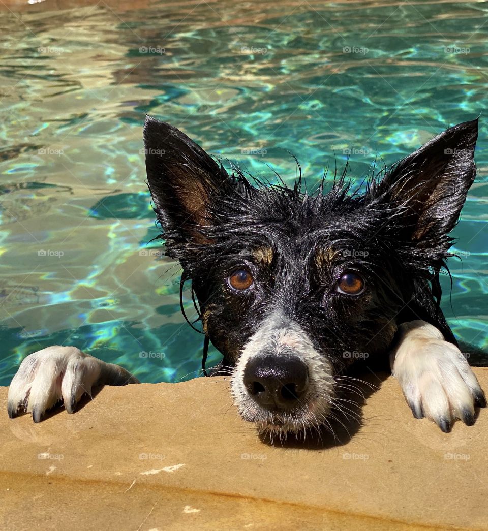 border collie in a swimming pool hanging on to the edge 
