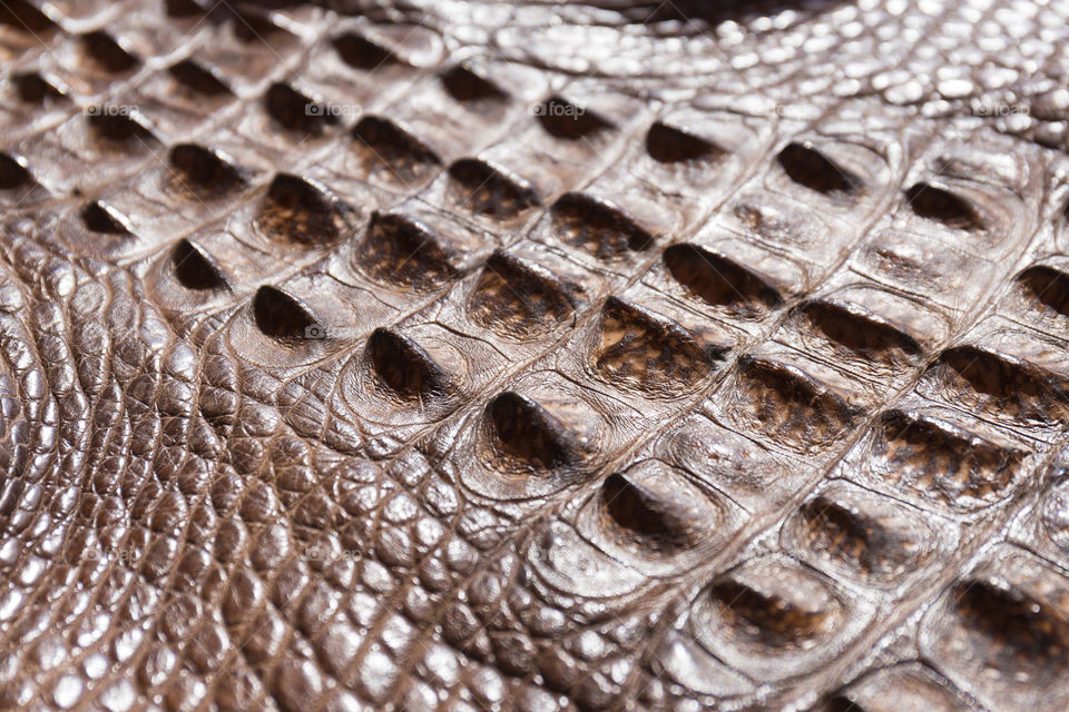 Close up of American alligator skin dyed leather 