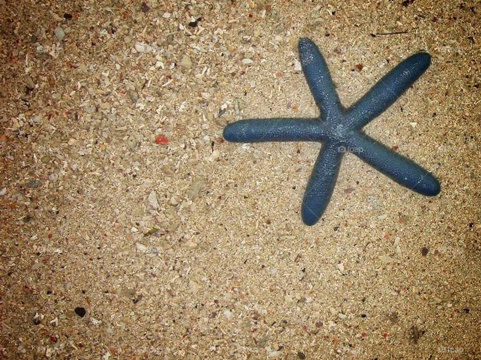 Starfish