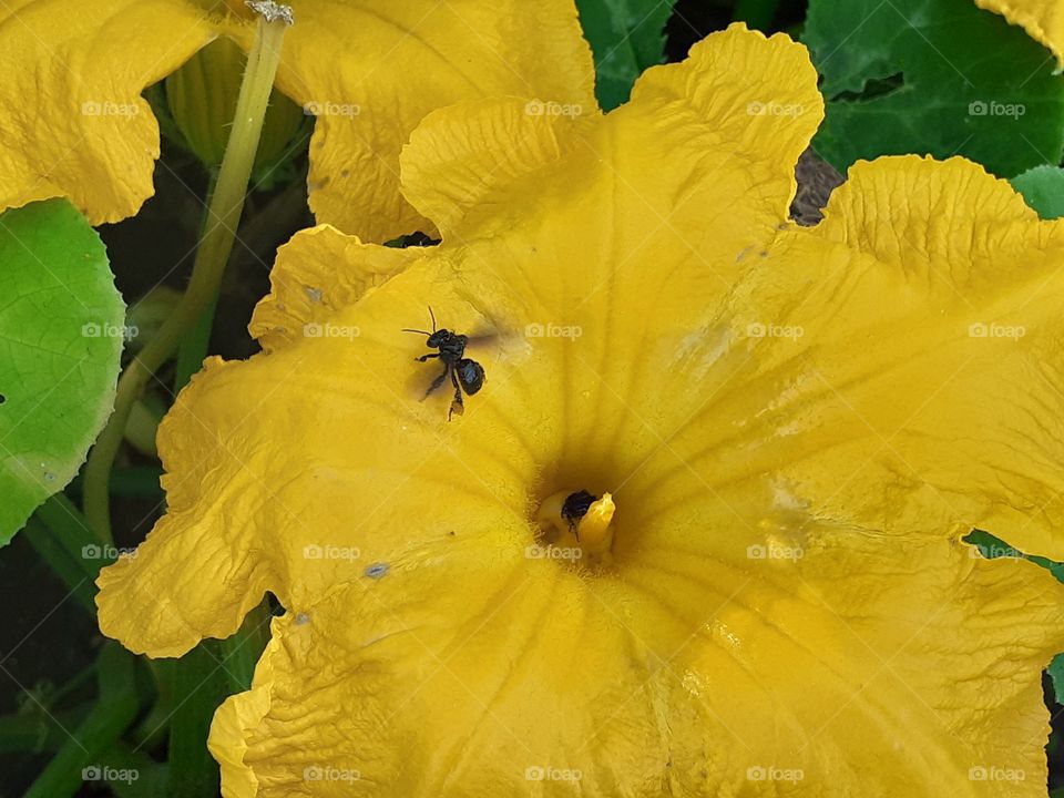 Bee enjoy pumpkin flower