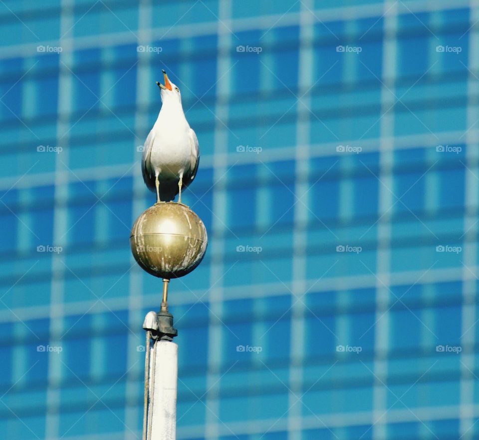Urban nature of a bird call from top of a flag Pole.