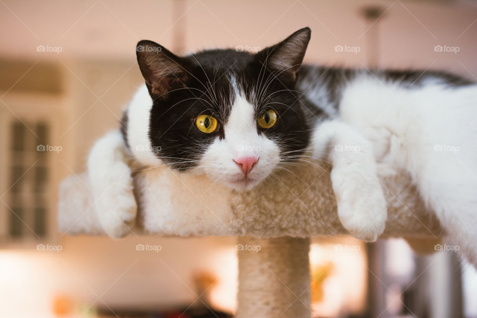 Black and White Cat Sitting on Top of Cat Tree