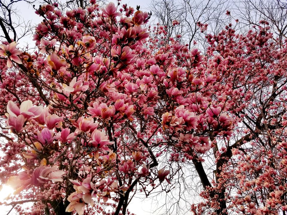 Magnolia Tree in bloom