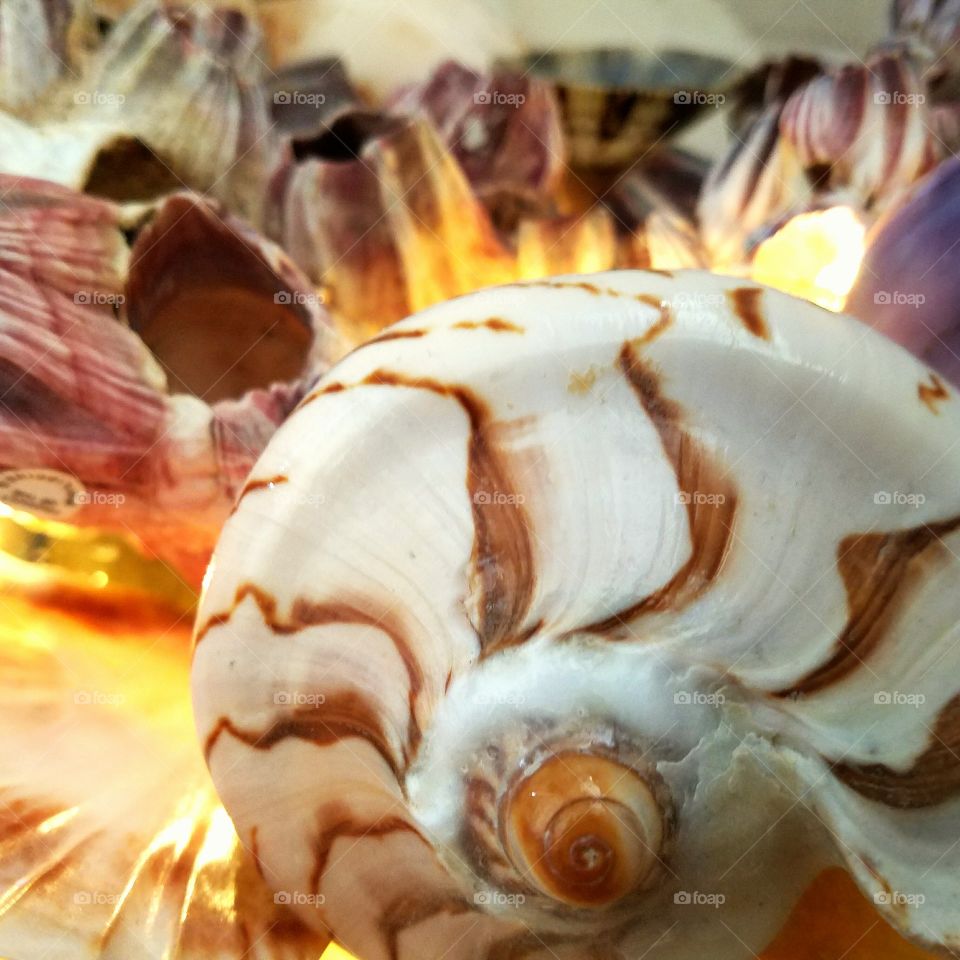 sea shells from a hot