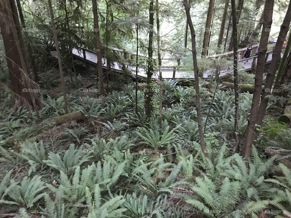 Rain Forest Bridge with ferns