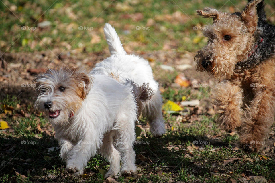 Chasing of dogs