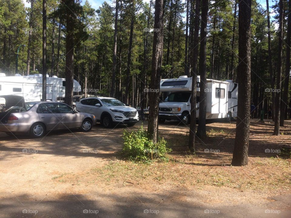 Forests are what I like…for adventure, shade, and my nature photography 