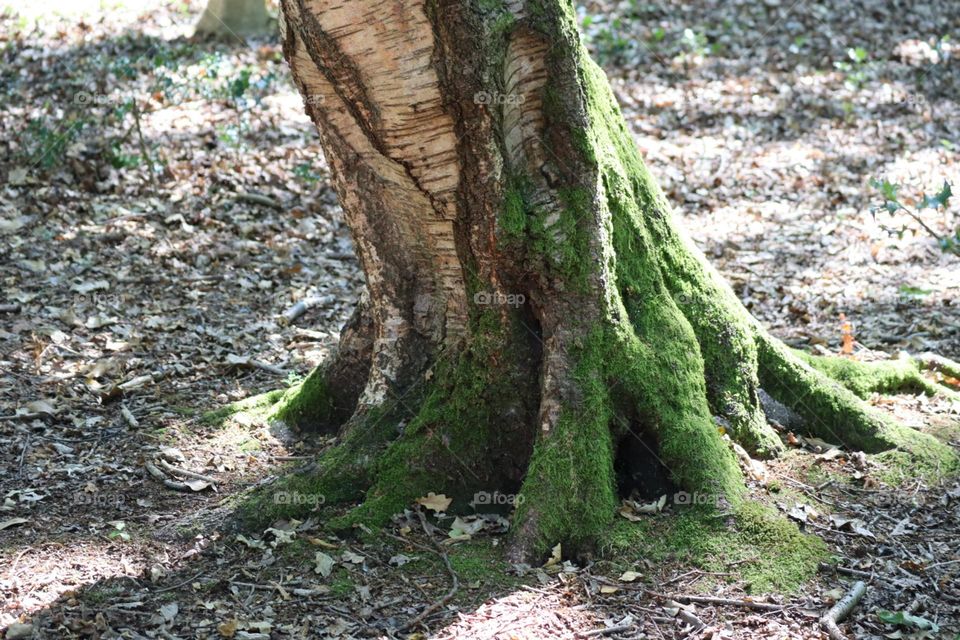 Old tree trunk with roots and moss