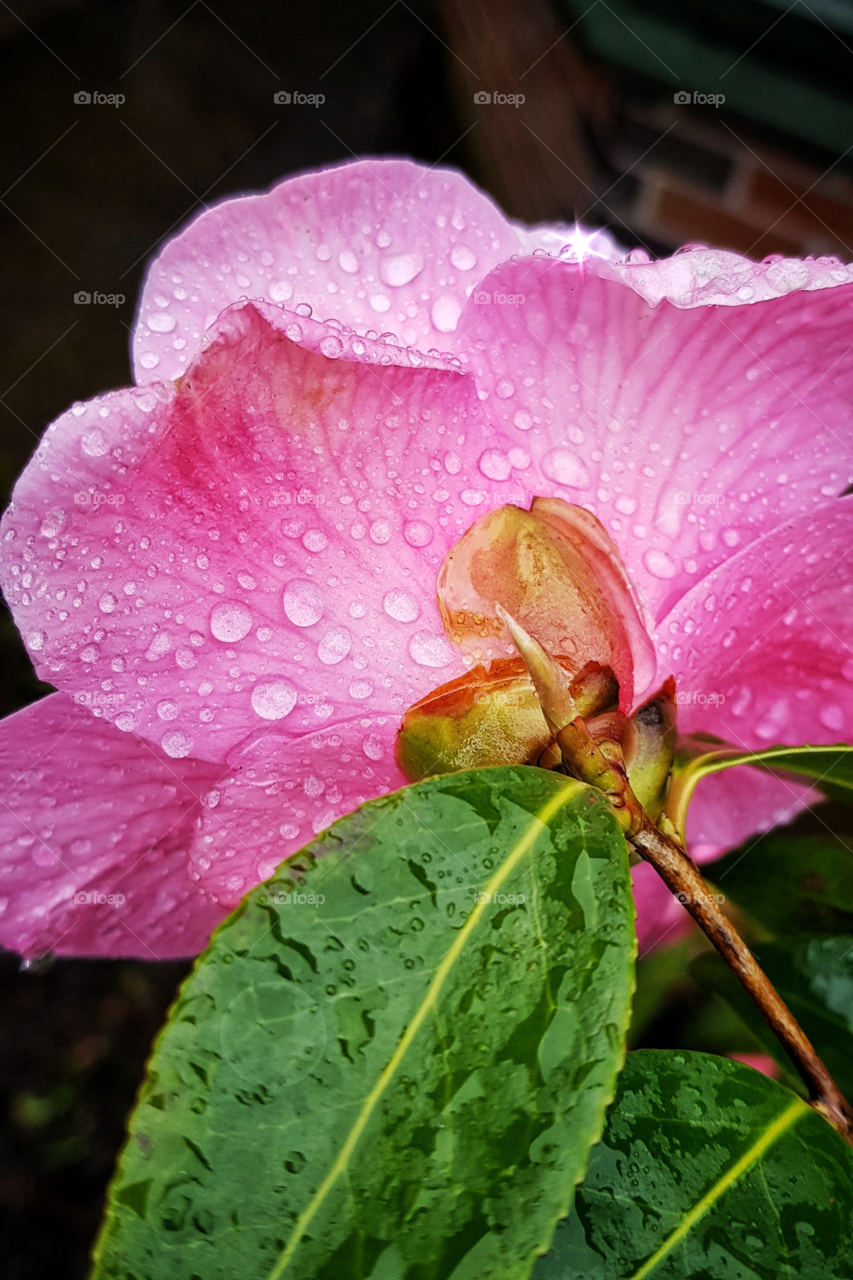 Camelia and leaf