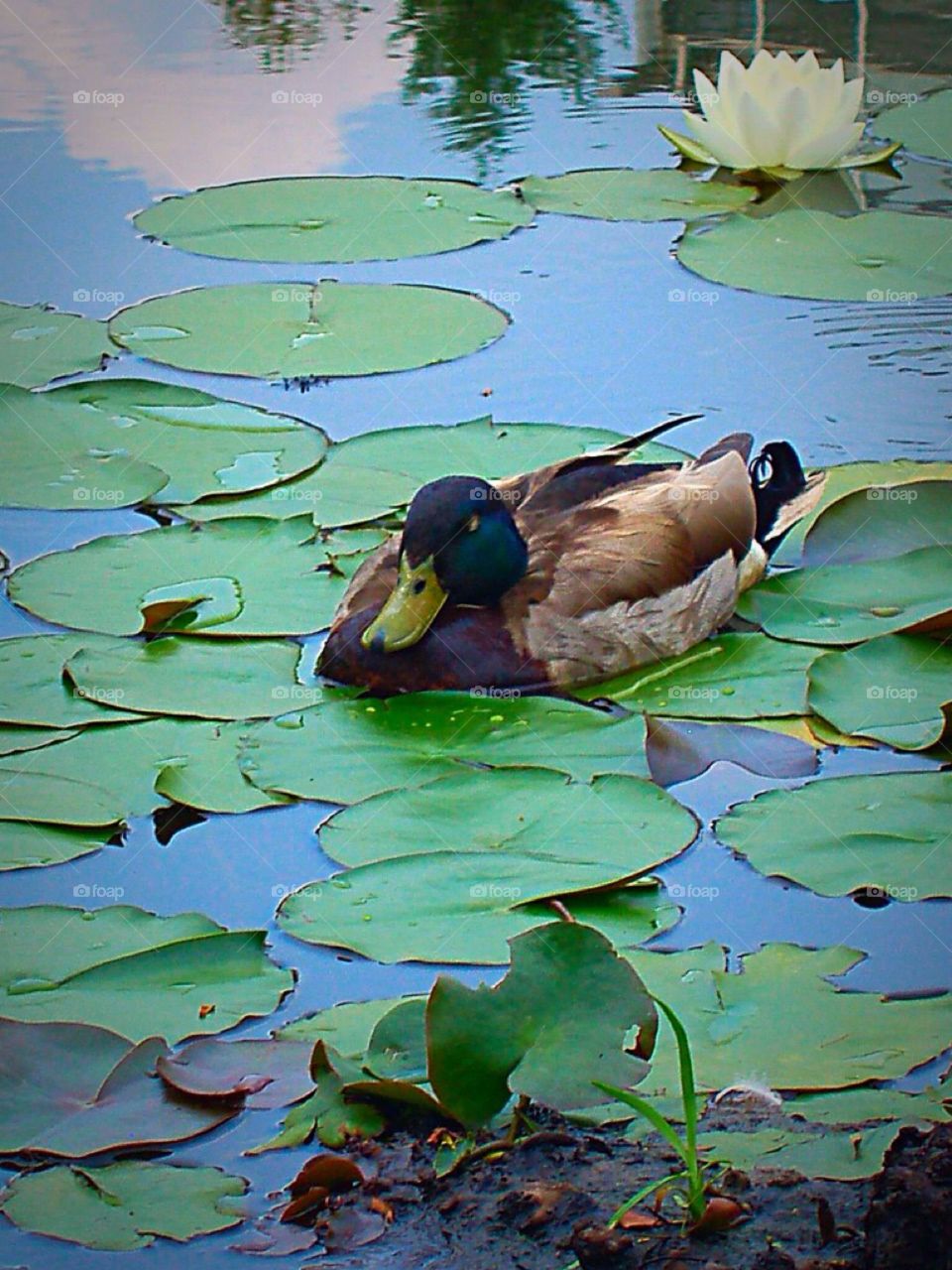 Duck. Duck in Pond