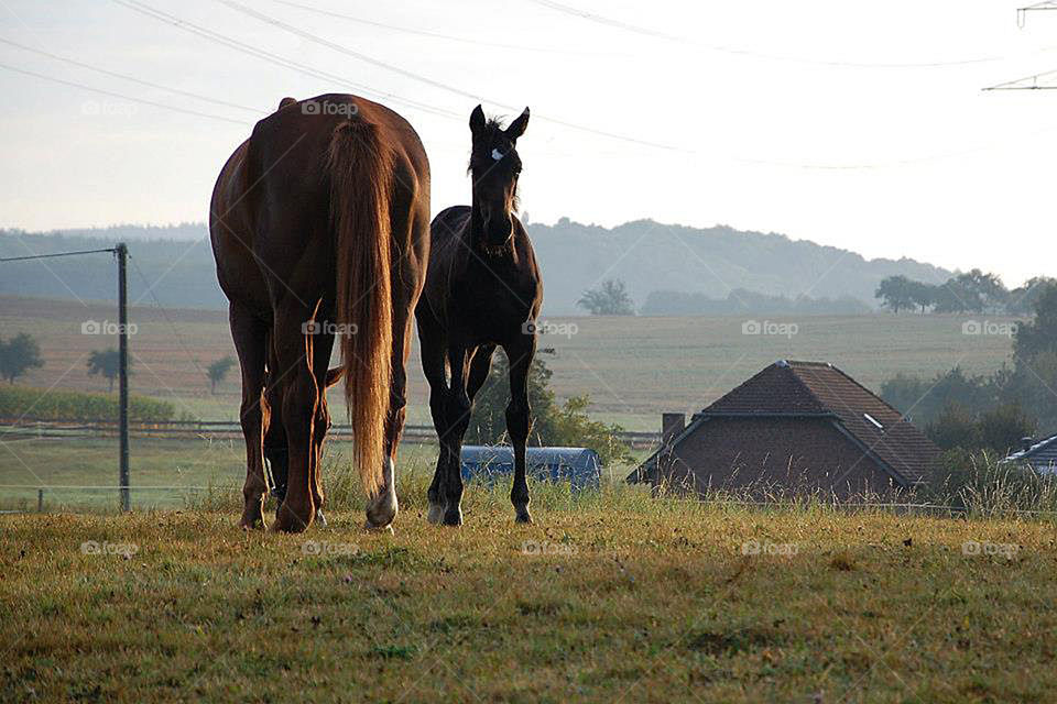 Colt and mare