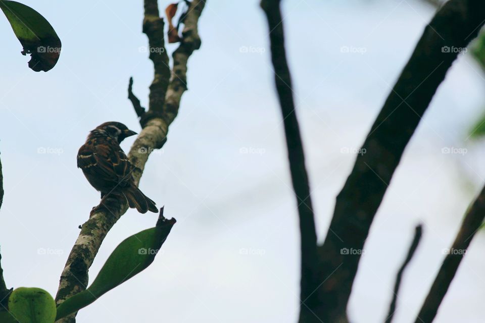 The reasons for the decline of the sparrow population are loss of habitat due to rapid urbanisation, diminishing ecological resources for sustenance, high levels of pollution and emissions from microwave towers.Please Save this cute Bird.