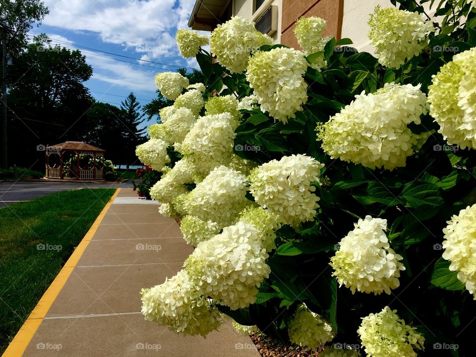 Flowers over sidewalk