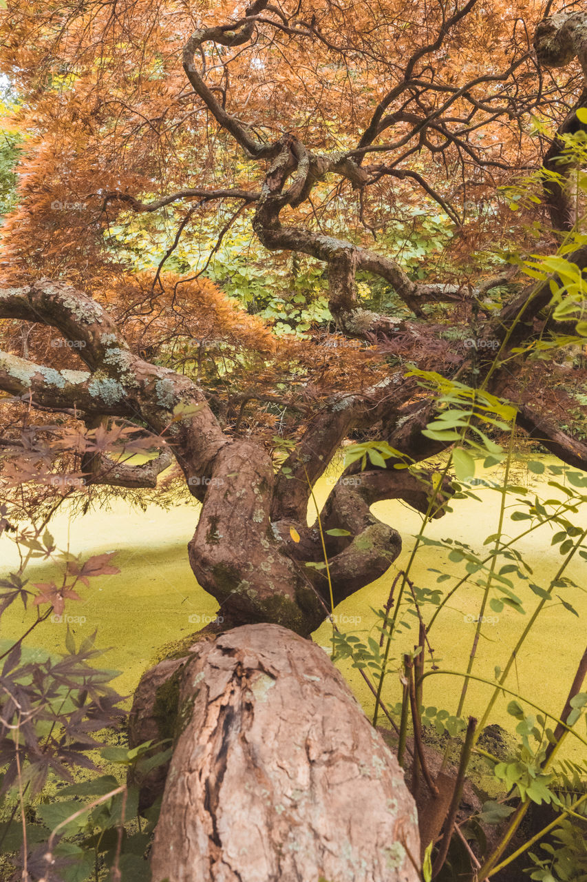 Japanese twisted tree hanging over pond in summer