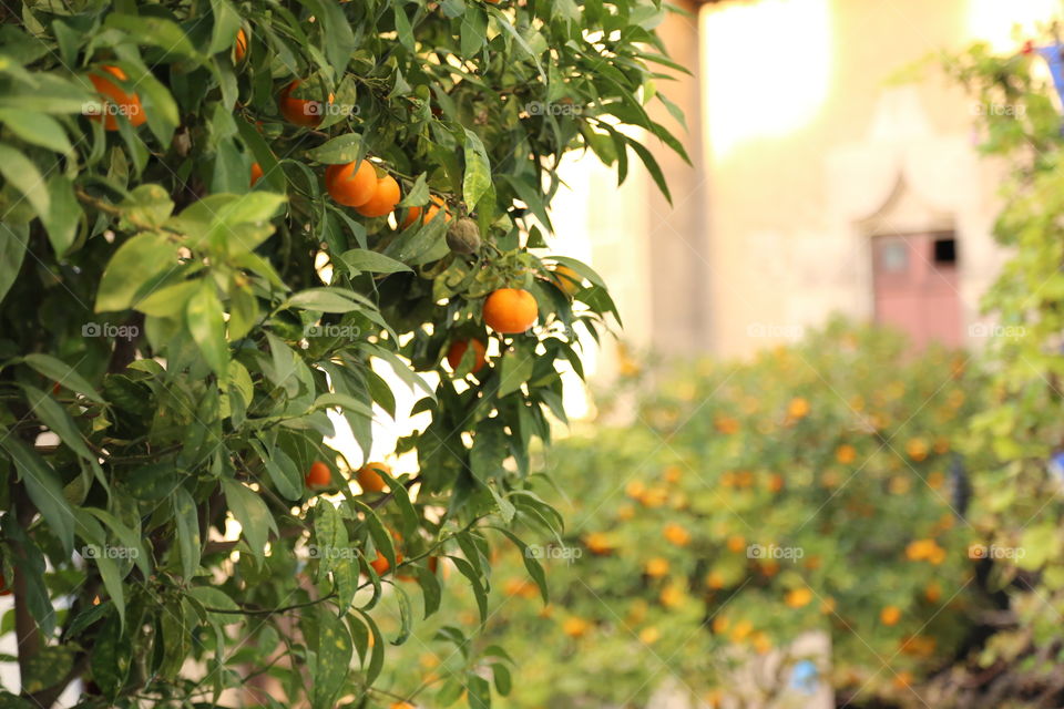 orange tree