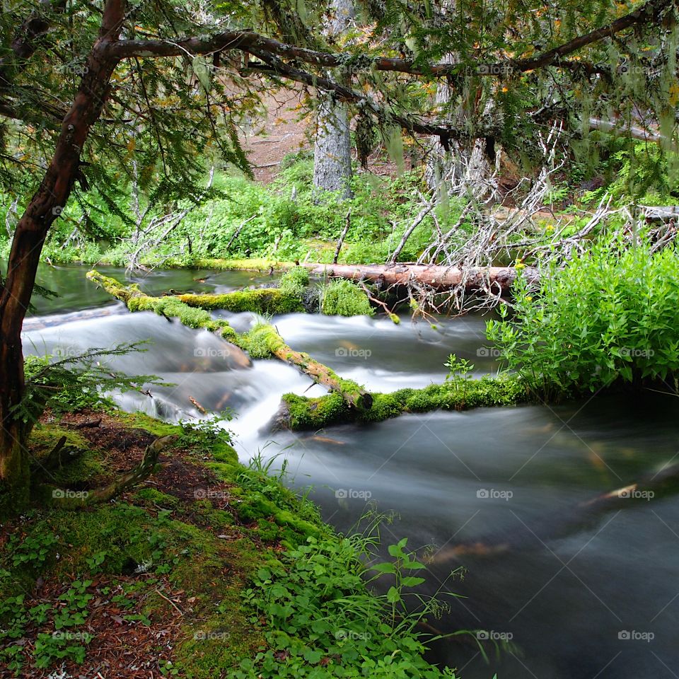A beautiful creek with trees on its banks flows through the forests of Southern Oregon. 