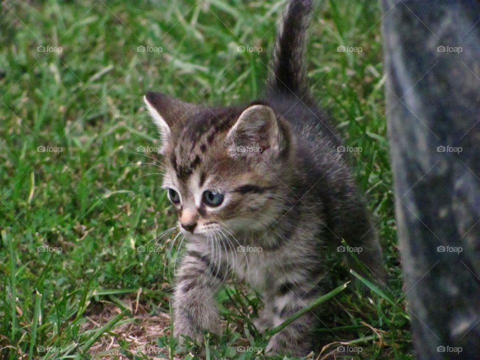 Another cute kitten