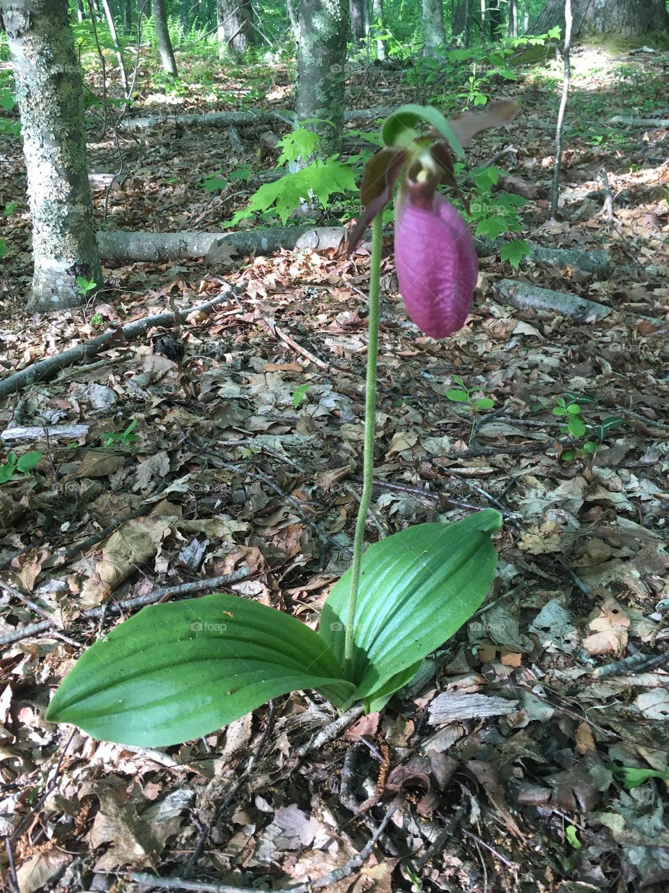 Cypripedium acaule pink lady slipper orchid single on forest floor with ferns in background 