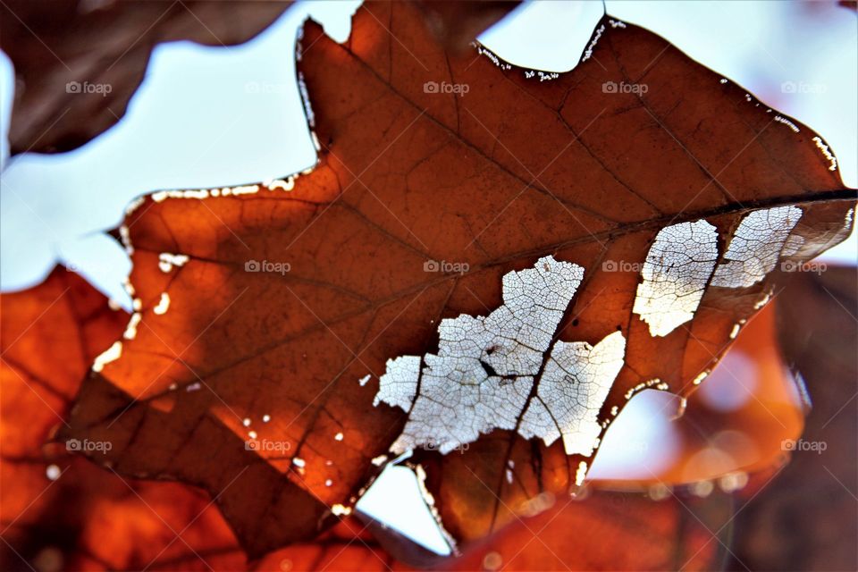 autumn leaves beneath blue skies