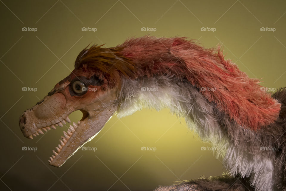 Dromaeosaurus. Reconstruction of a velocirraptor like dinosaur at the Jurassic Museum of Asturias (Spain)
