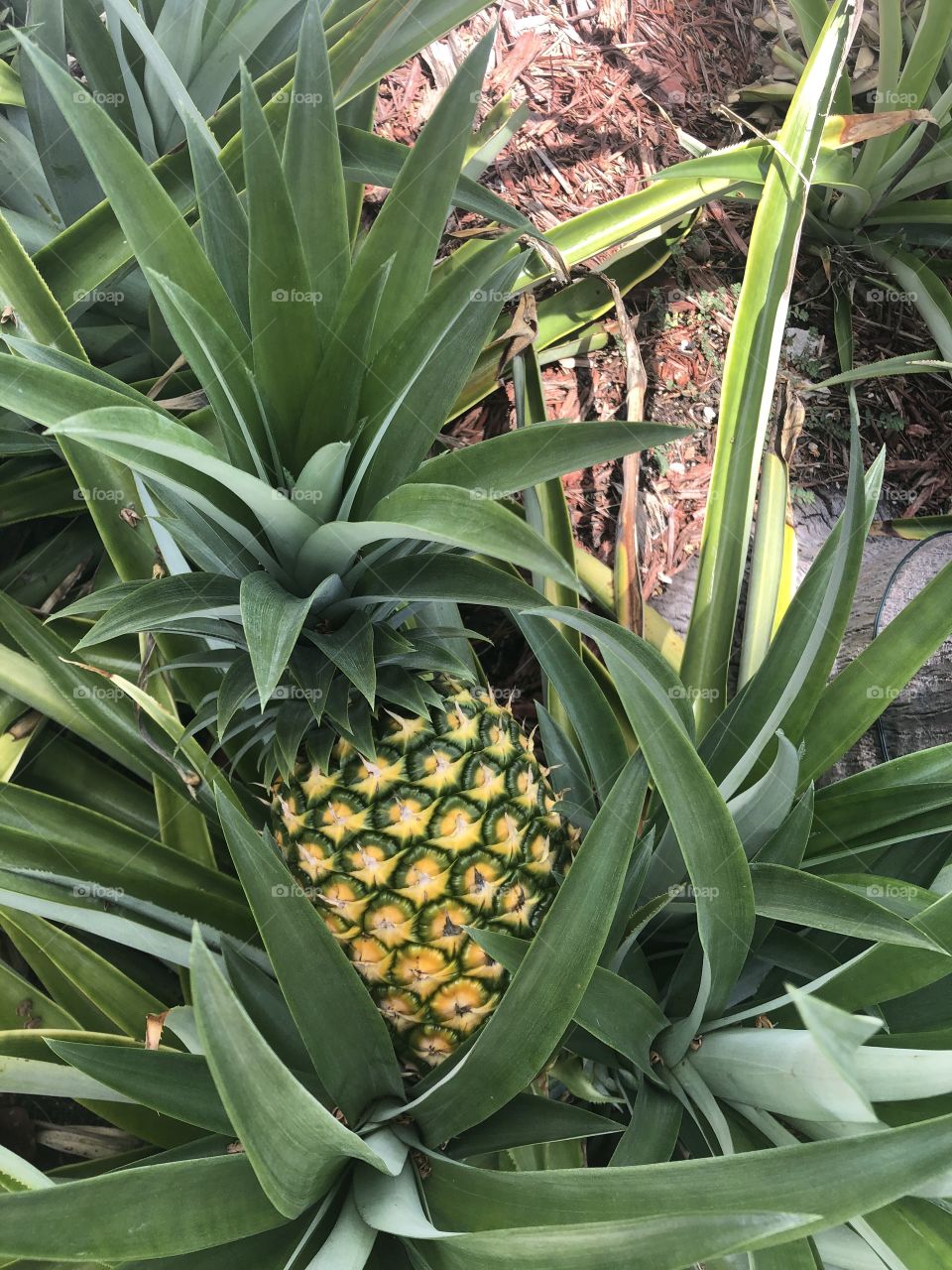 Pineapple 