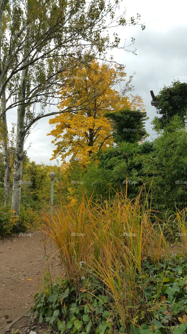Gold autumn in Lyon, parc de Lyon