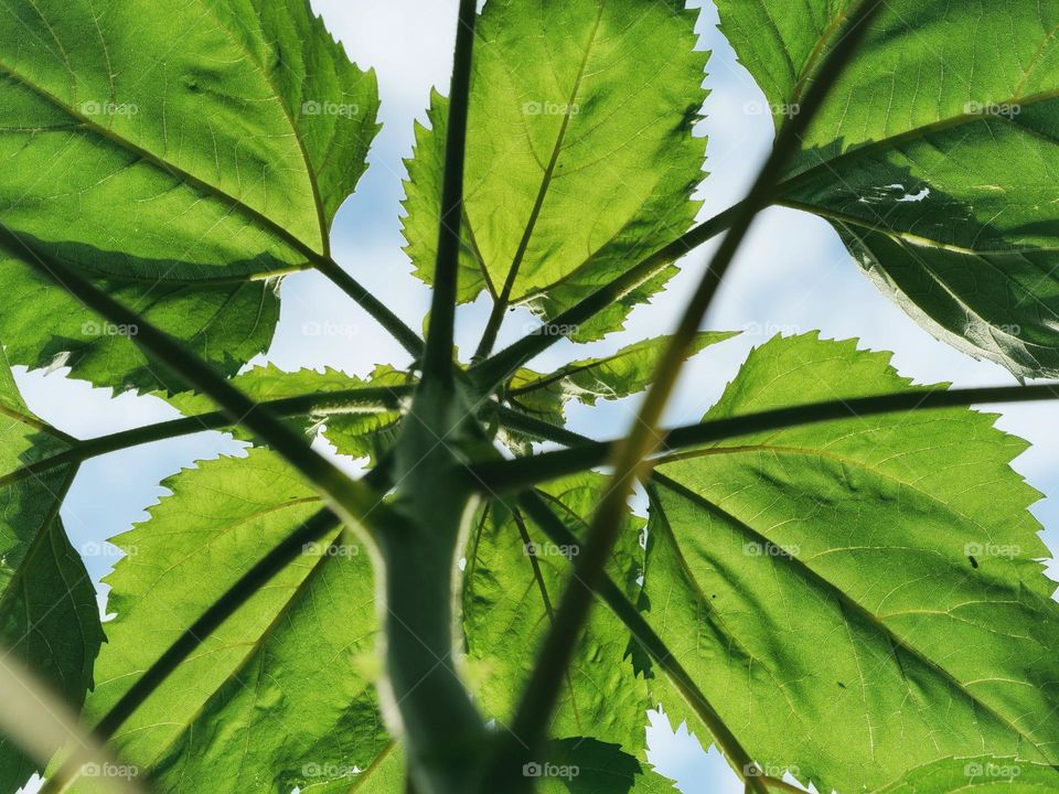 Sunflower leaves