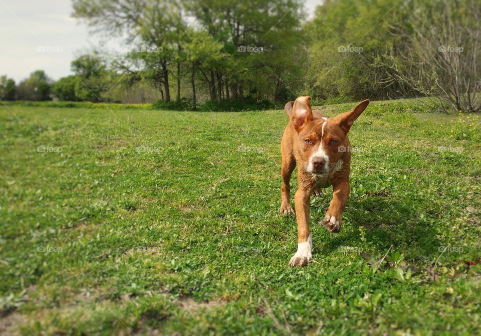 A young puppy dog running down a grassy hill with ears flopping in Spring