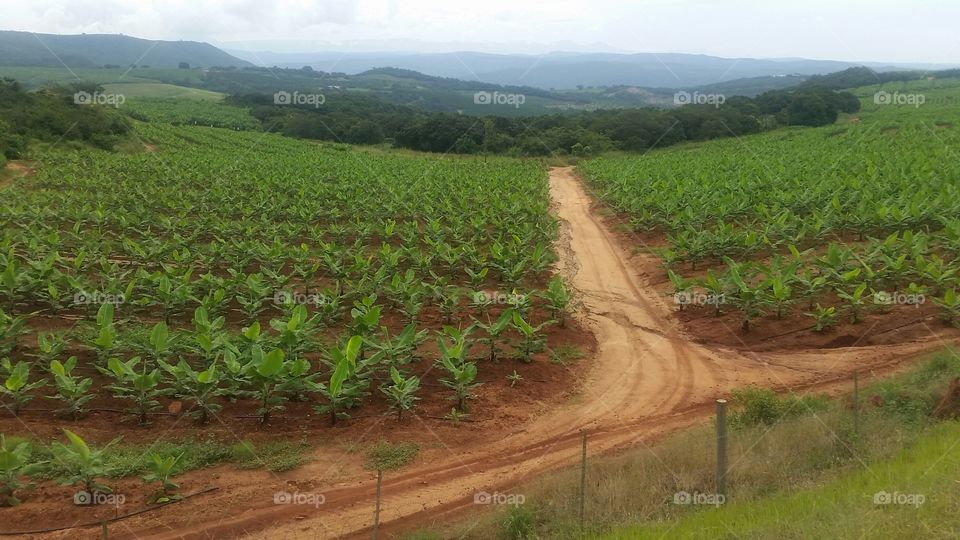 Banana Plantation