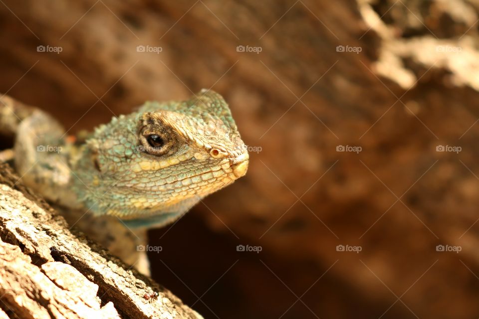 Lizard, Reptile, No Person, Nature, Wildlife