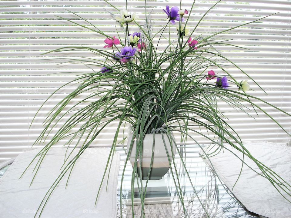 Beautiful spider plant with colorful flowers sitting in front of a widow