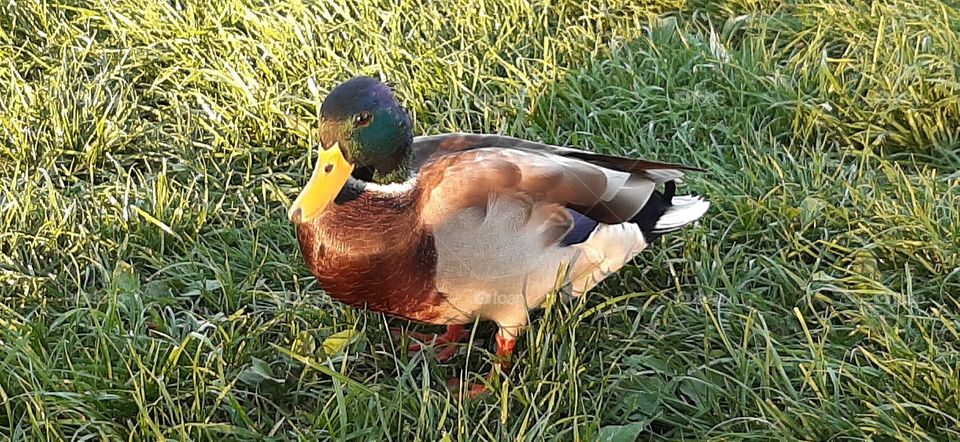 duck on the grass