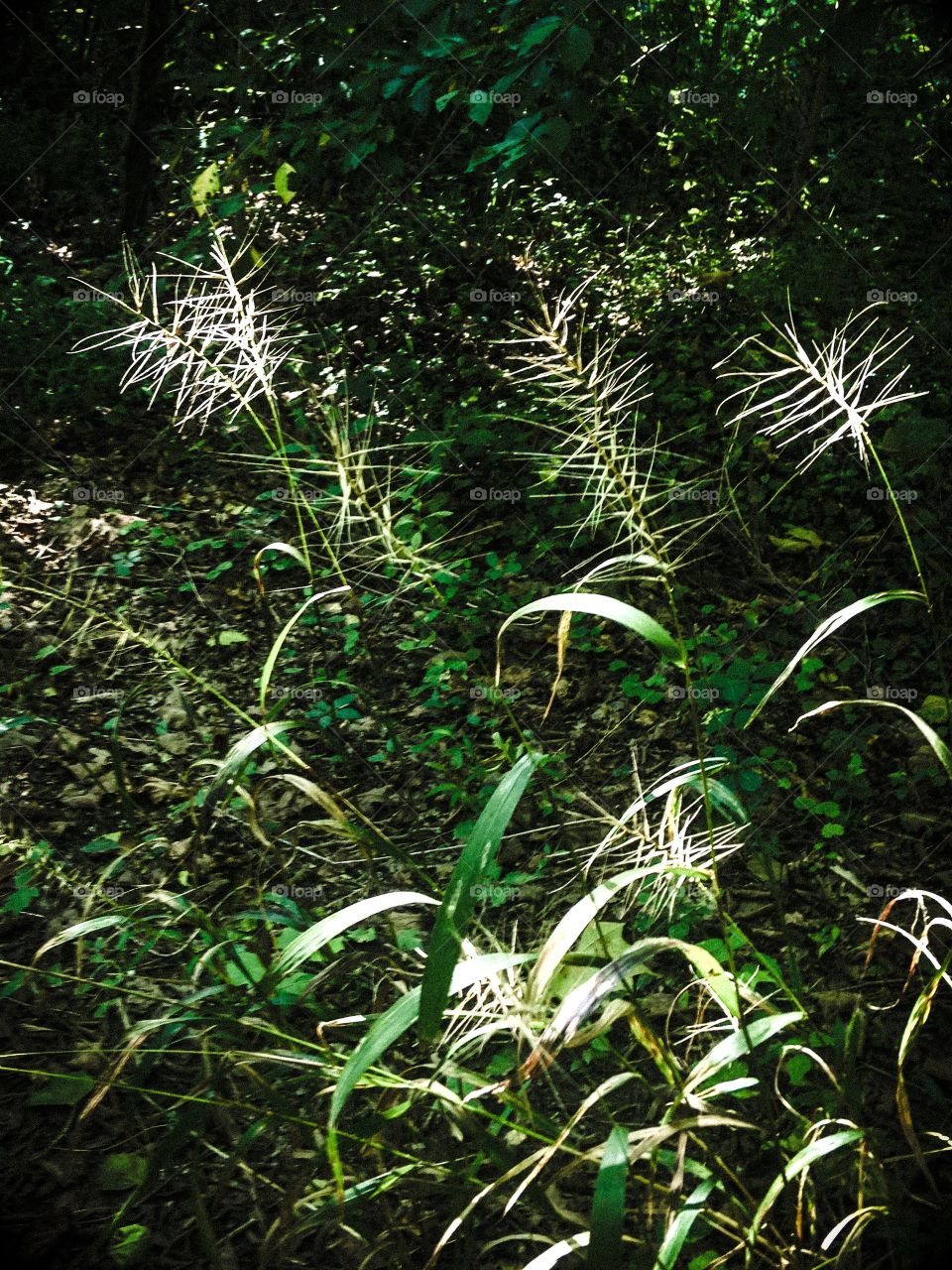 Sunlit weeds in woods in late August