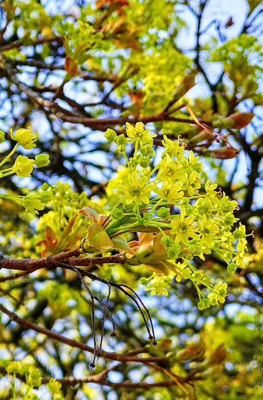 crazy 🌿 plants grow