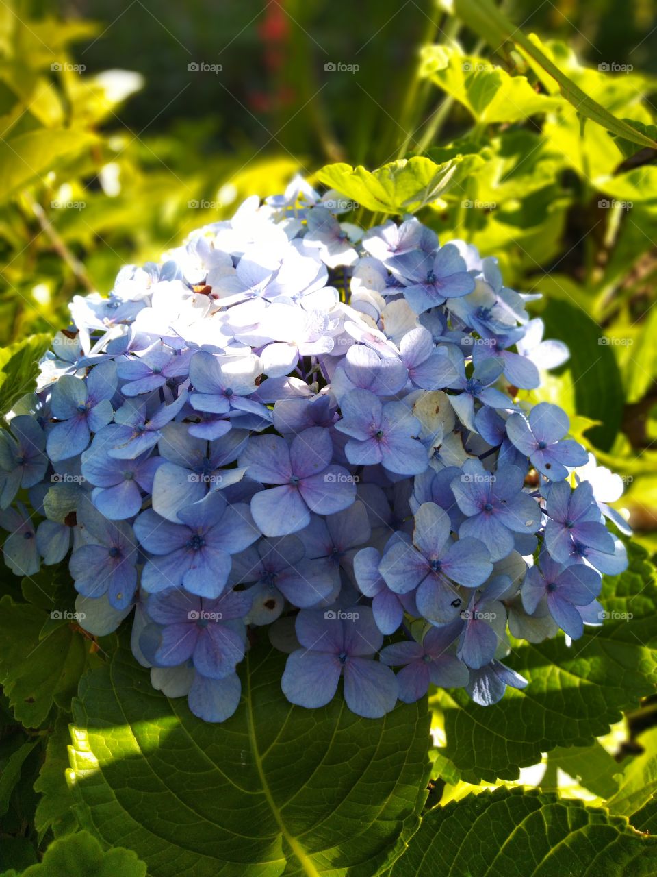 Flores Flowers Blue
