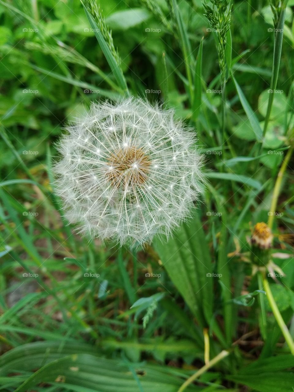 Dandelion