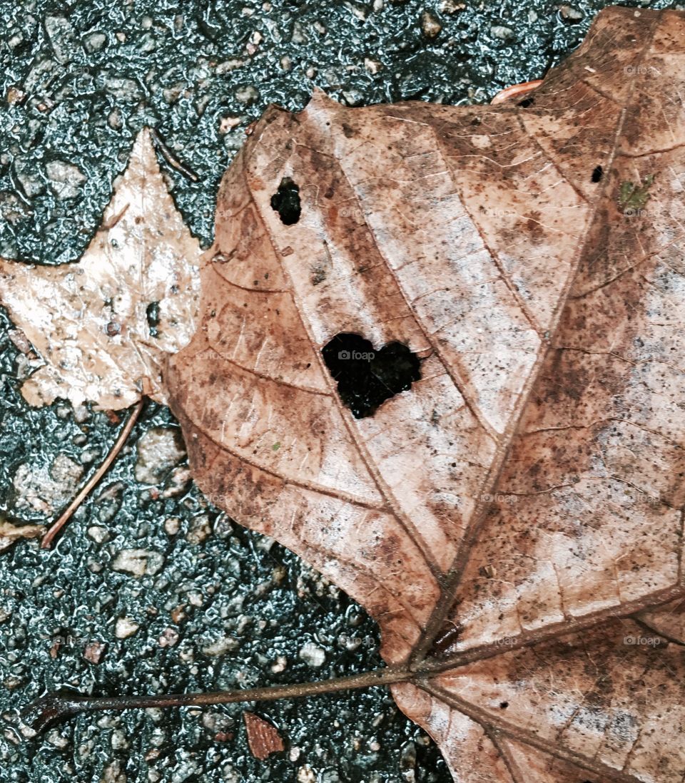 Perfect heart in leaf