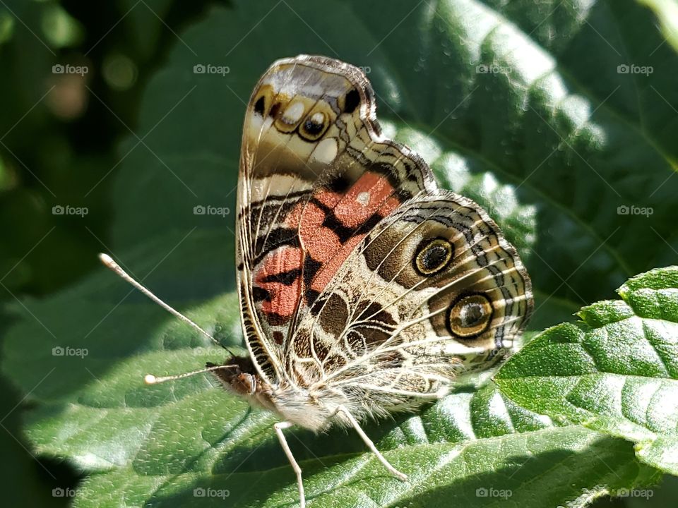 Close up of a colorful butterfly on a green leaf with its wings closed.