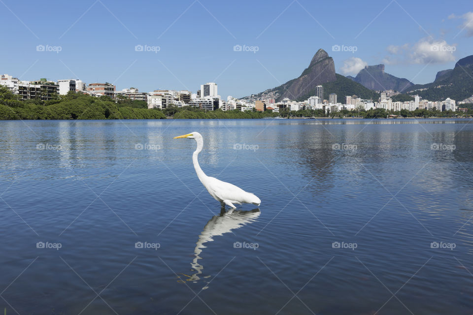 Rodrigo de Freitas Lagoon in Rio de Janeiro Brazil.