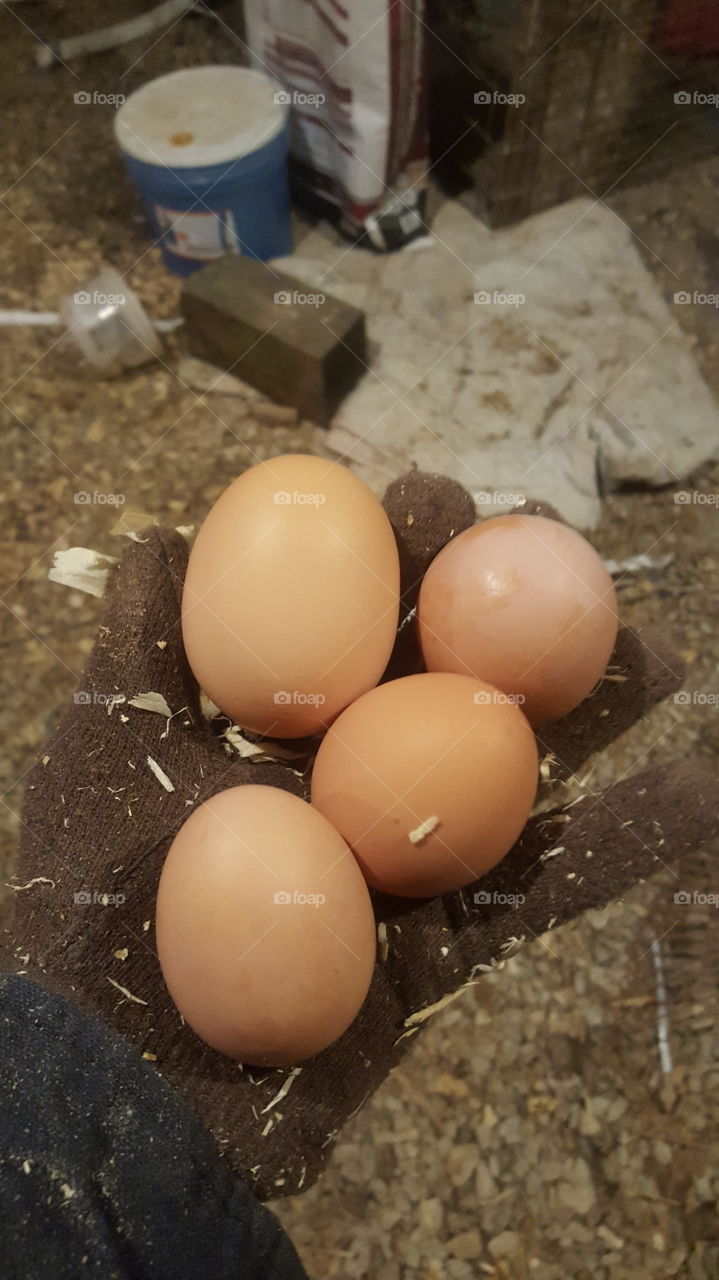 fresh variety of brown eggs