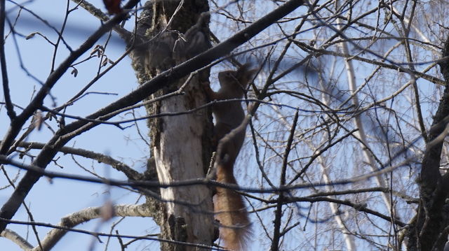 squirrel