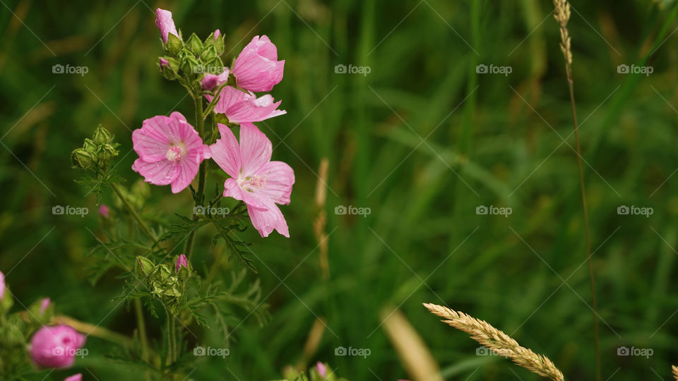 Wildflower in springtime.