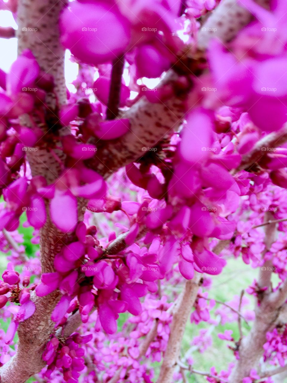 Spring blooms 