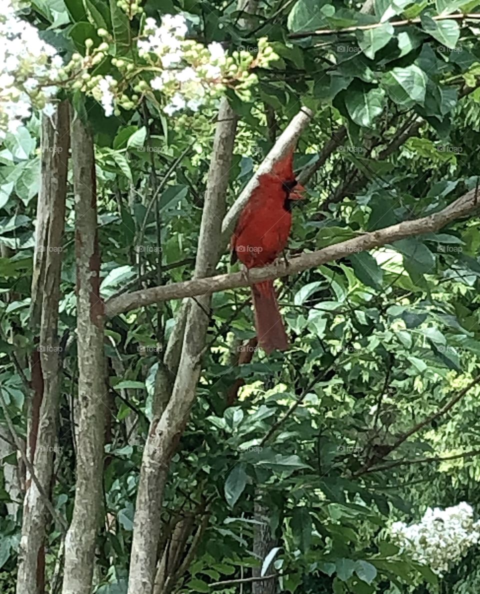 Cardinal bird perched in a tree chirping beak open 